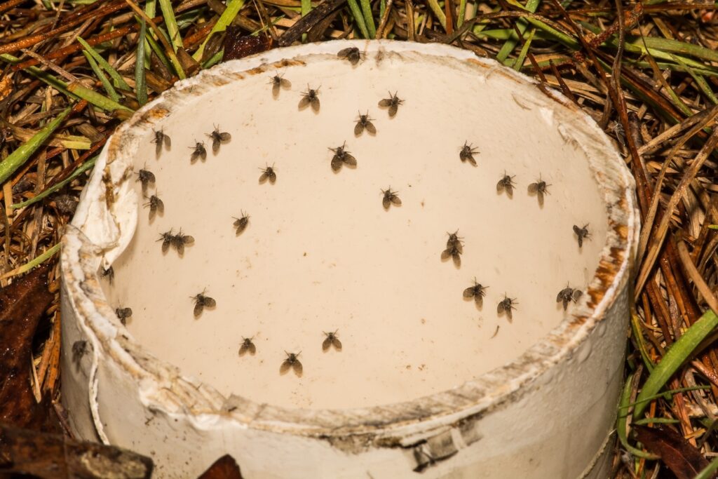 What Attracts Sewer Gnats and How to Prevent Them