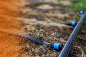 Black drip irrigation tubing with blue connectors laid across soil and sparse grass for a septic dispersal system.